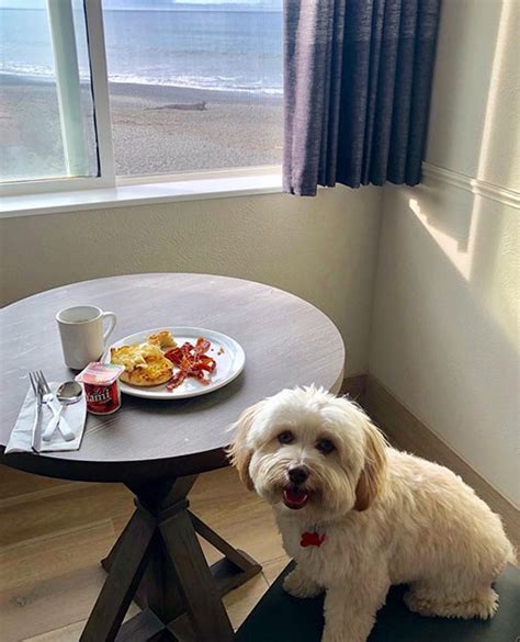 brookings oregon hotels pet friendly|Pet Friendly Hotels in Brookings, OR